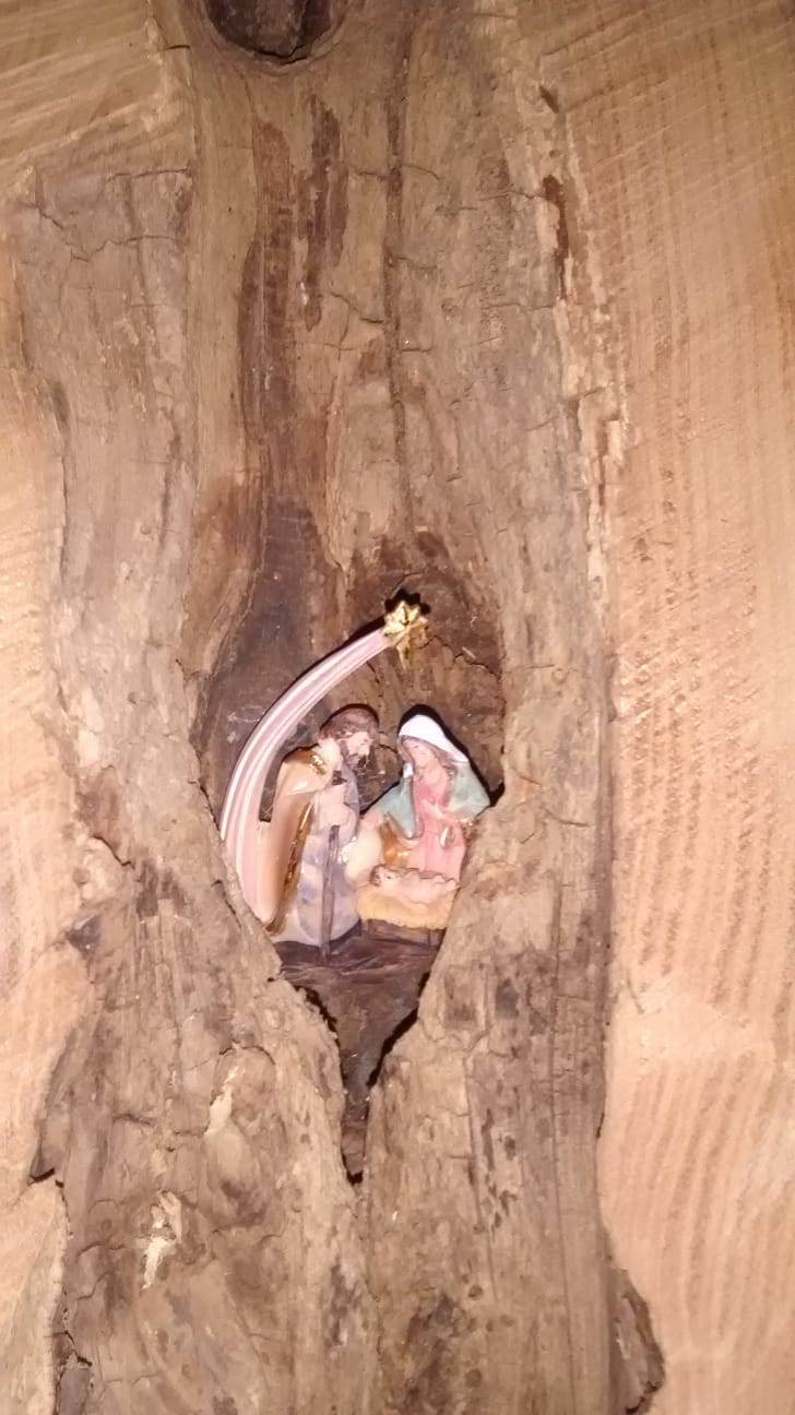 2018 Krippe alter Baum Stenden
